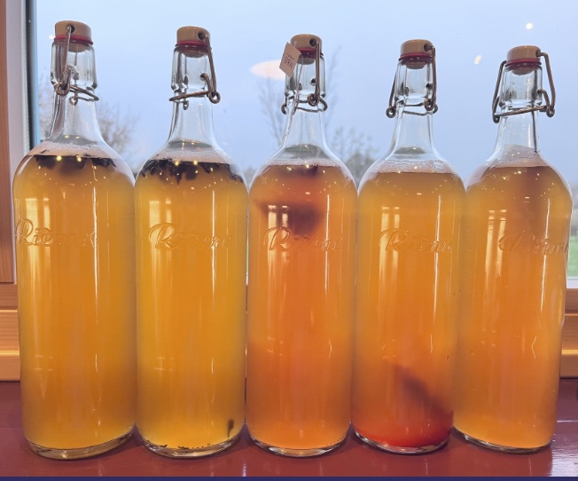 Five flip-top bottles of kombucha on windowsill.