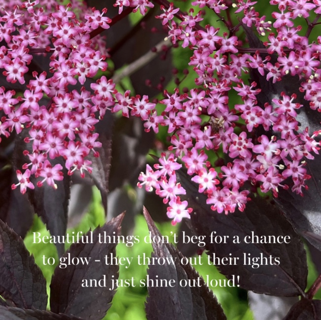 Elderflowers in bloom with the quote Beautiful things don't beg for a chance to glow - they throw out their lights and just shine out loud!