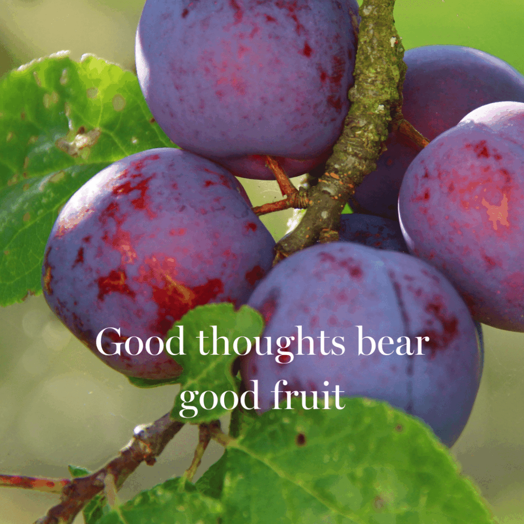 Plums hanging on a branch with Good Thoughts Bear Fruit written on it